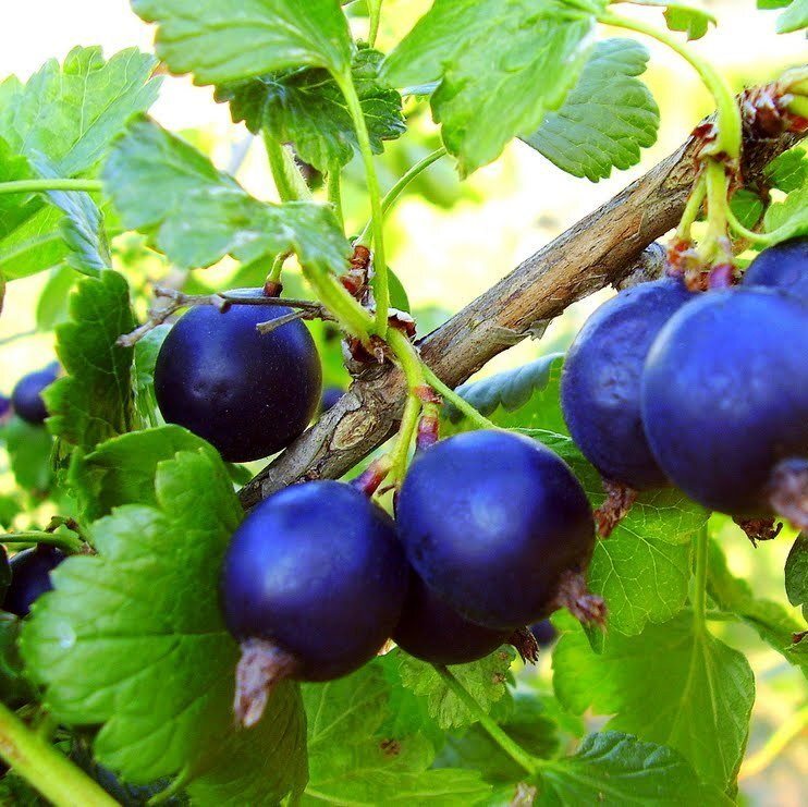 http://gardener.klandaic.com/potokadr/berries/11yohina3.jpg