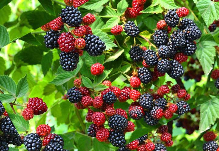 http://gardener.klandaic.com/potokadr/berries/12rubus.jpg