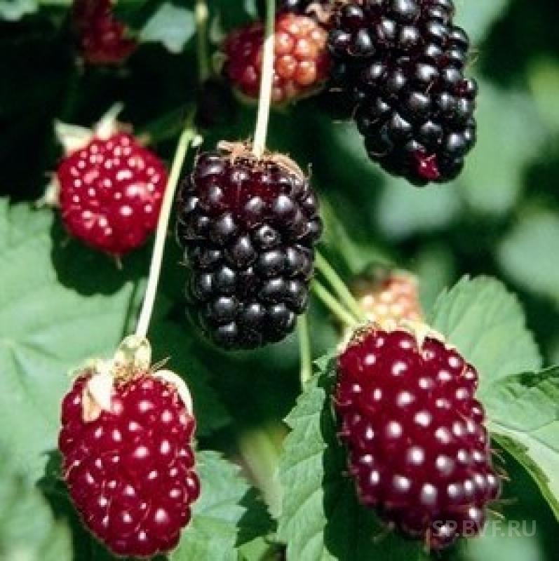 http://gardener.klandaic.com/potokadr/berries/12rubus10.jpg