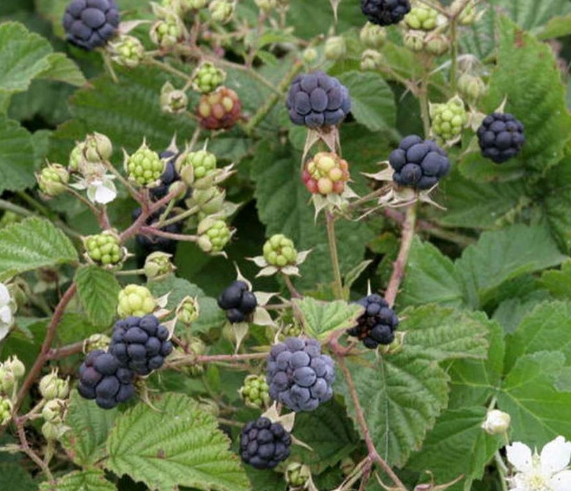 http://gardener.klandaic.com/potokadr/berries/12rubus5.jpg