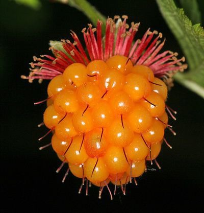 http://gardener.klandaic.com/potokadr/berries/13razz3.jpg