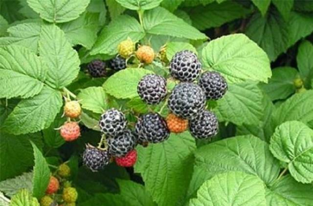 http://gardener.klandaic.com/potokadr/berries/13razz9.jpg