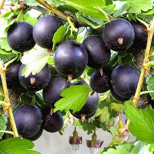 http://gardener.klandaic.com/potokadr/berries/14gooseberry5.jpg