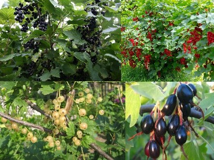 http://gardener.klandaic.com/potokadr/berries/15currant.jpg
