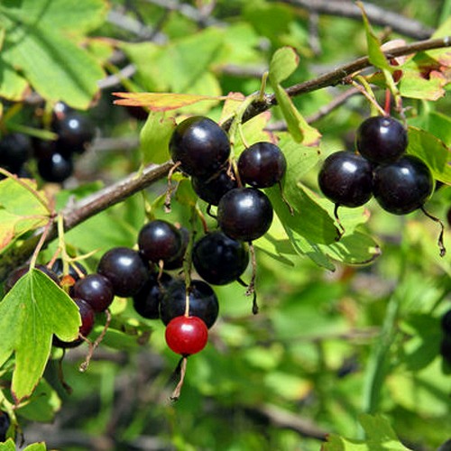 http://gardener.klandaic.com/potokadr/berries/15currant12.jpg