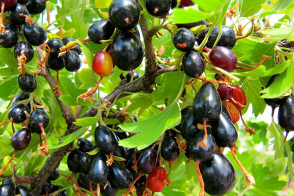 http://gardener.klandaic.com/potokadr/berries/15currant2.jpg