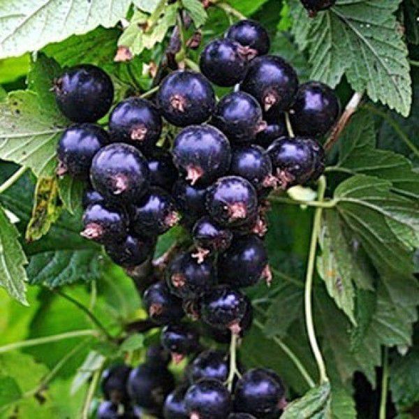 http://gardener.klandaic.com/potokadr/berries/15currant3.jpg
