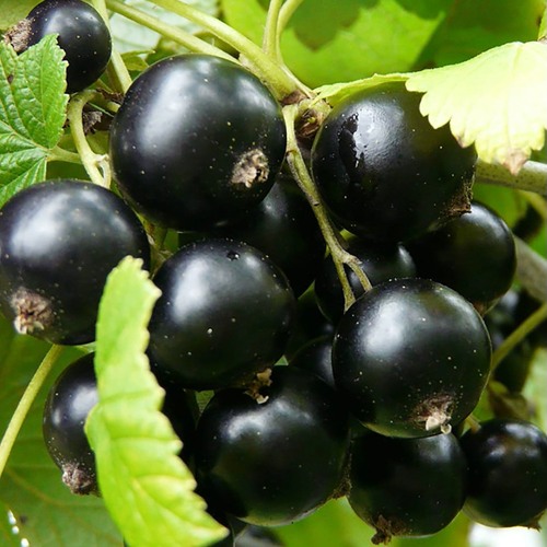 http://gardener.klandaic.com/potokadr/berries/15currant5.jpg