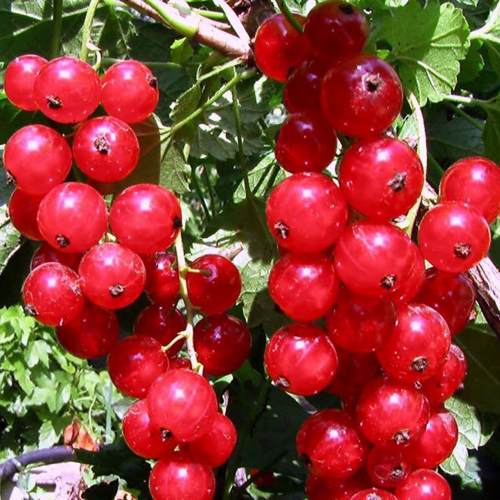 http://gardener.klandaic.com/potokadr/berries/15currant6.jpg