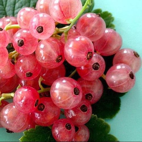 http://gardener.klandaic.com/potokadr/berries/15currant7.jpg