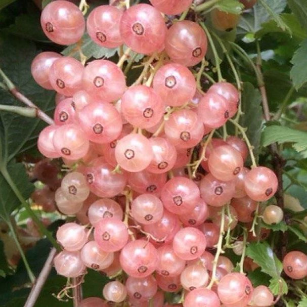 http://gardener.klandaic.com/potokadr/berries/15currant8.jpg