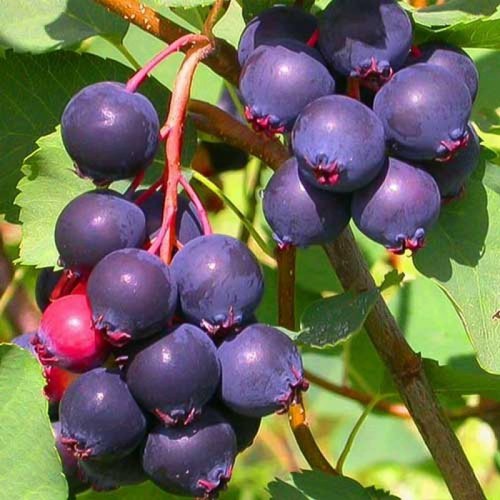http://gardener.klandaic.com/potokadr/berries/17irga2.jpg