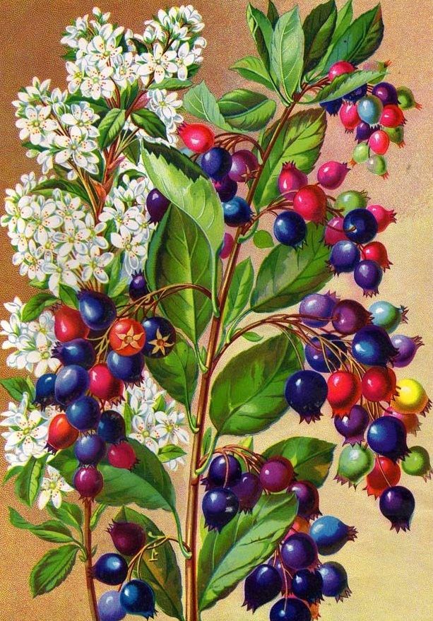 http://klandaic.ru/gardener/potokadr/berries/17irga7.jpg
