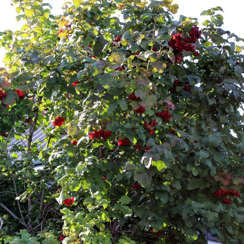 http://gardener.klandaic.com/potokadr/berries/18viburnum.jpg