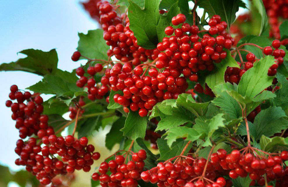 http://gardener.klandaic.com/potokadr/berries/18viburnum2.jpg