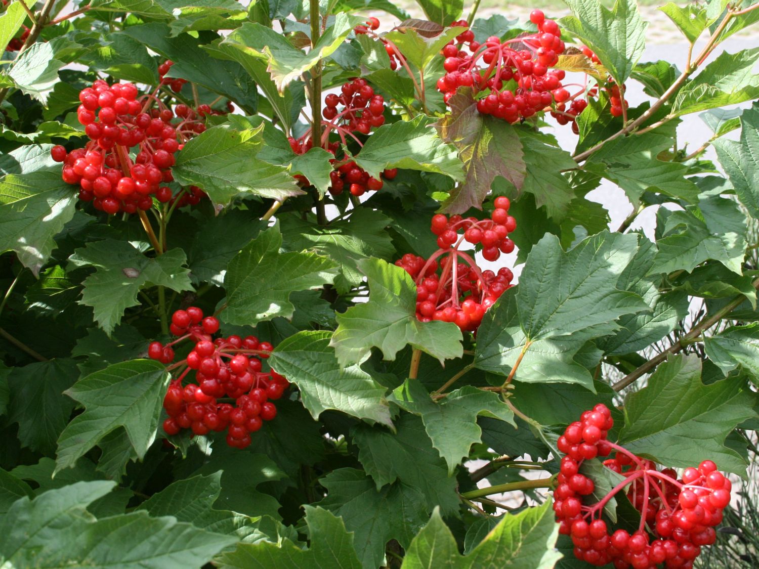 http://gardener.klandaic.com/potokadr/berries/18viburnum3.jpg
