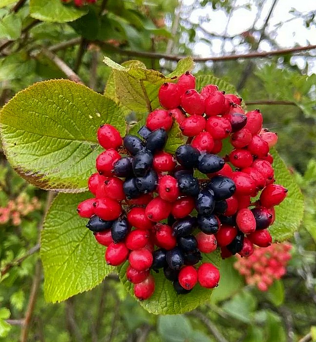 http://gardener.klandaic.com/potokadr/berries/18viburnum4.jpg