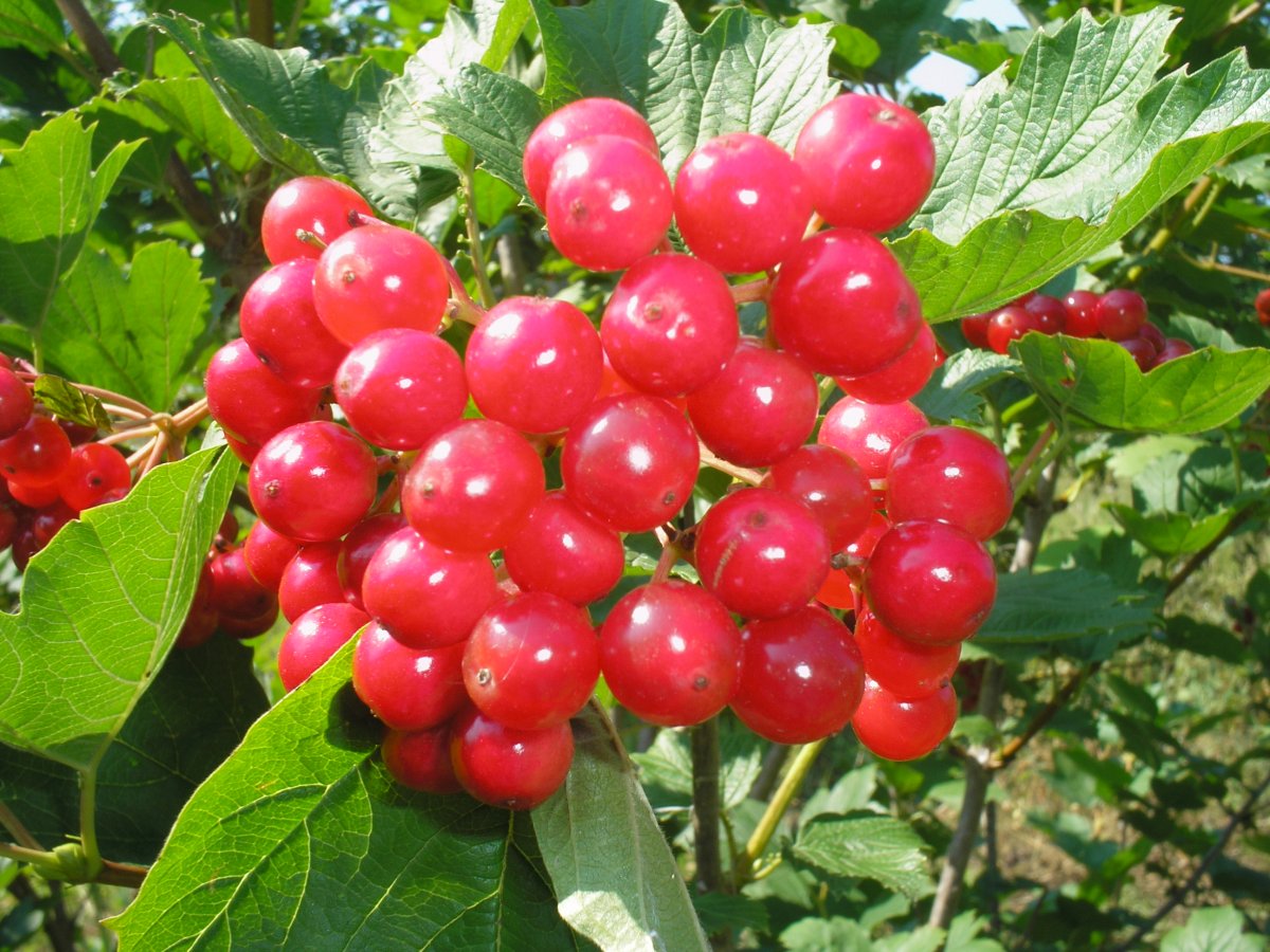 http://gardener.klandaic.com/potokadr/berries/18viburnum6.jpg