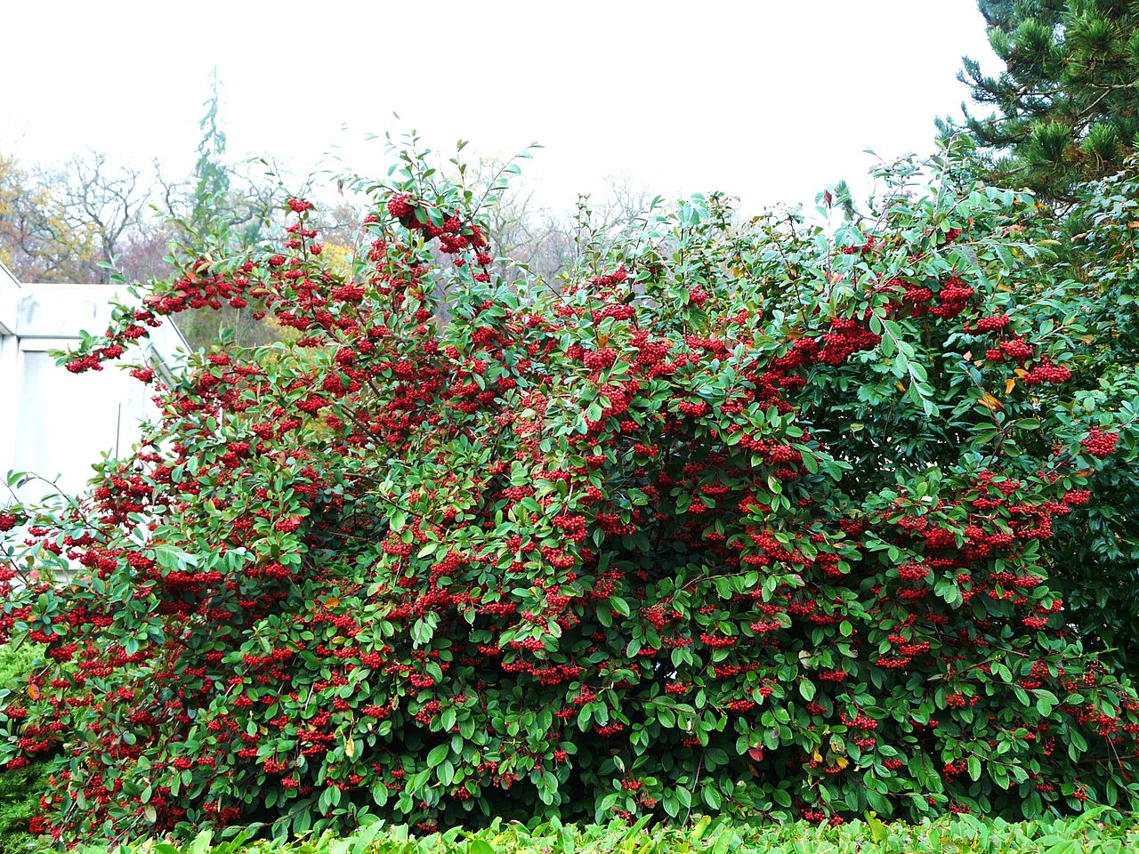 http://gardener.klandaic.com/potokadr/berries/19dogwood.jpg