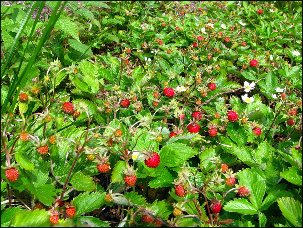 http://gardener.klandaic.com/potokadr/berries/1strawberry.jpg