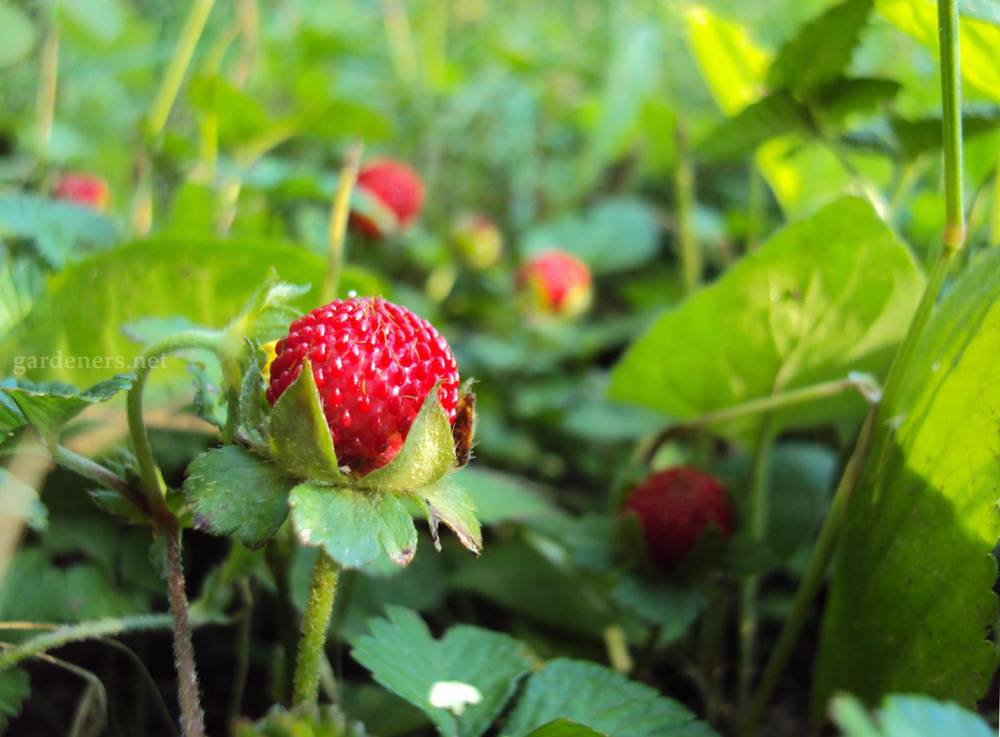 http://gardener.klandaic.com/potokadr/berries/1strawberry1.jpg