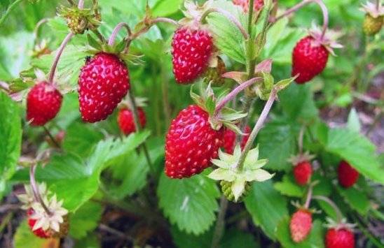 http://gardener.klandaic.com/potokadr/berries/1strawberry2.jpg