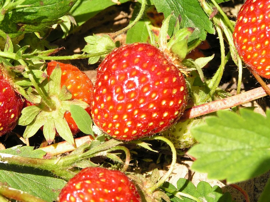 http://gardener.klandaic.com/potokadr/berries/1strawberry3.jpg