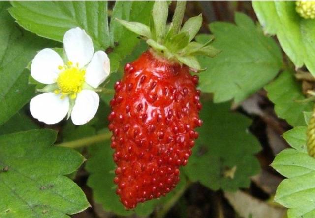http://gardener.klandaic.com/potokadr/berries/1strawberry7.jpg