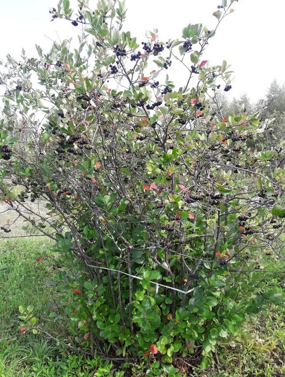 http://gardener.klandaic.com/potokadr/berries/22chokeberry.jpg