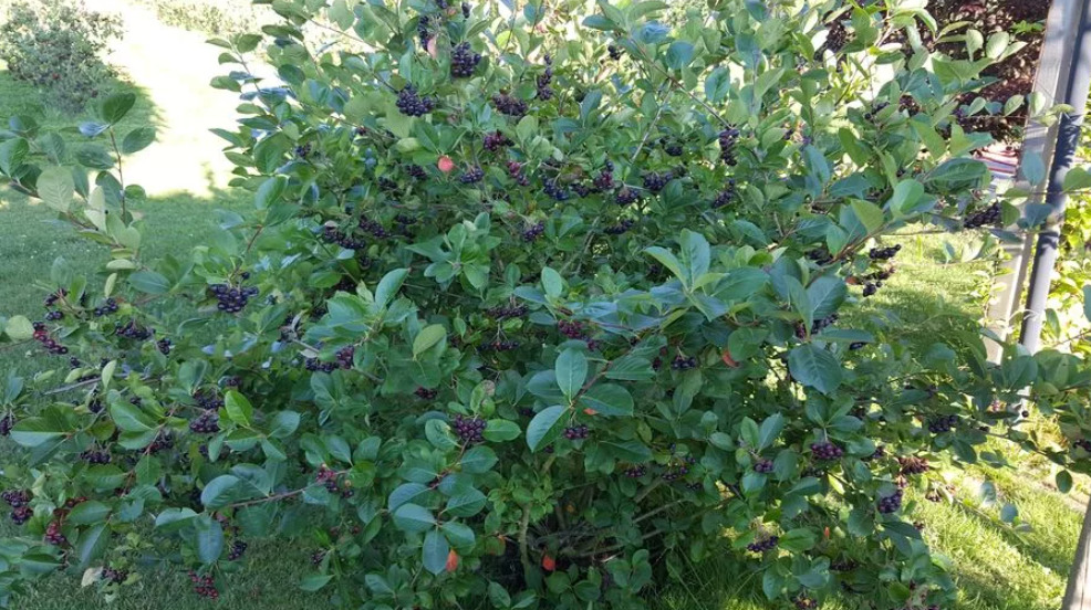 http://gardener.klandaic.com/potokadr/berries/22chokeberry1.jpg