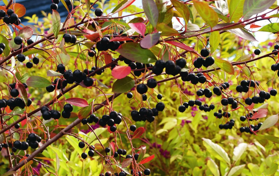 http://gardener.klandaic.com/potokadr/berries/22chokeberry2.jpg