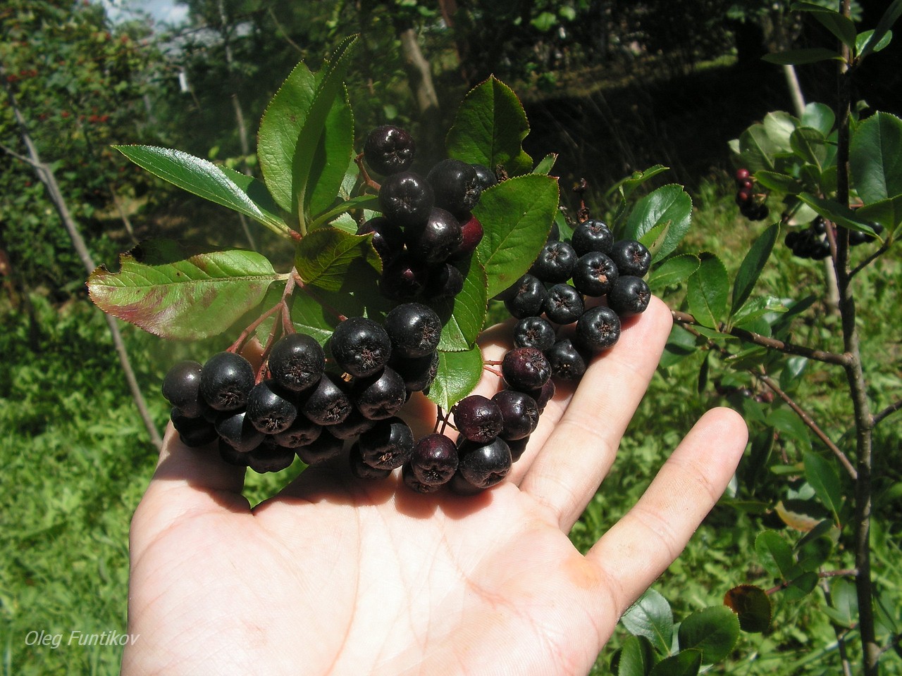 http://gardener.klandaic.com/potokadr/berries/22chokeberry3.jpg