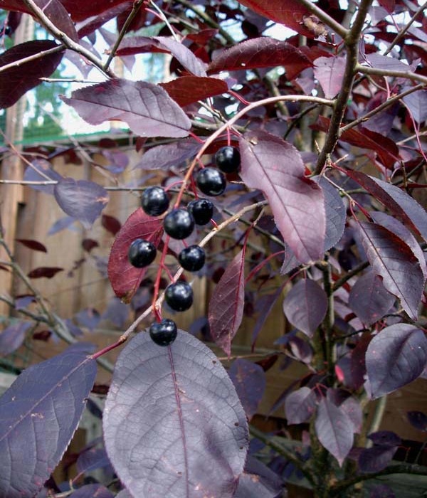 http://gardener.klandaic.com/potokadr/berries/23bird_cherry3.jpg