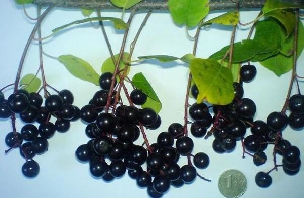 http://gardener.klandaic.com/potokadr/berries/23bird_cherry8.jpg