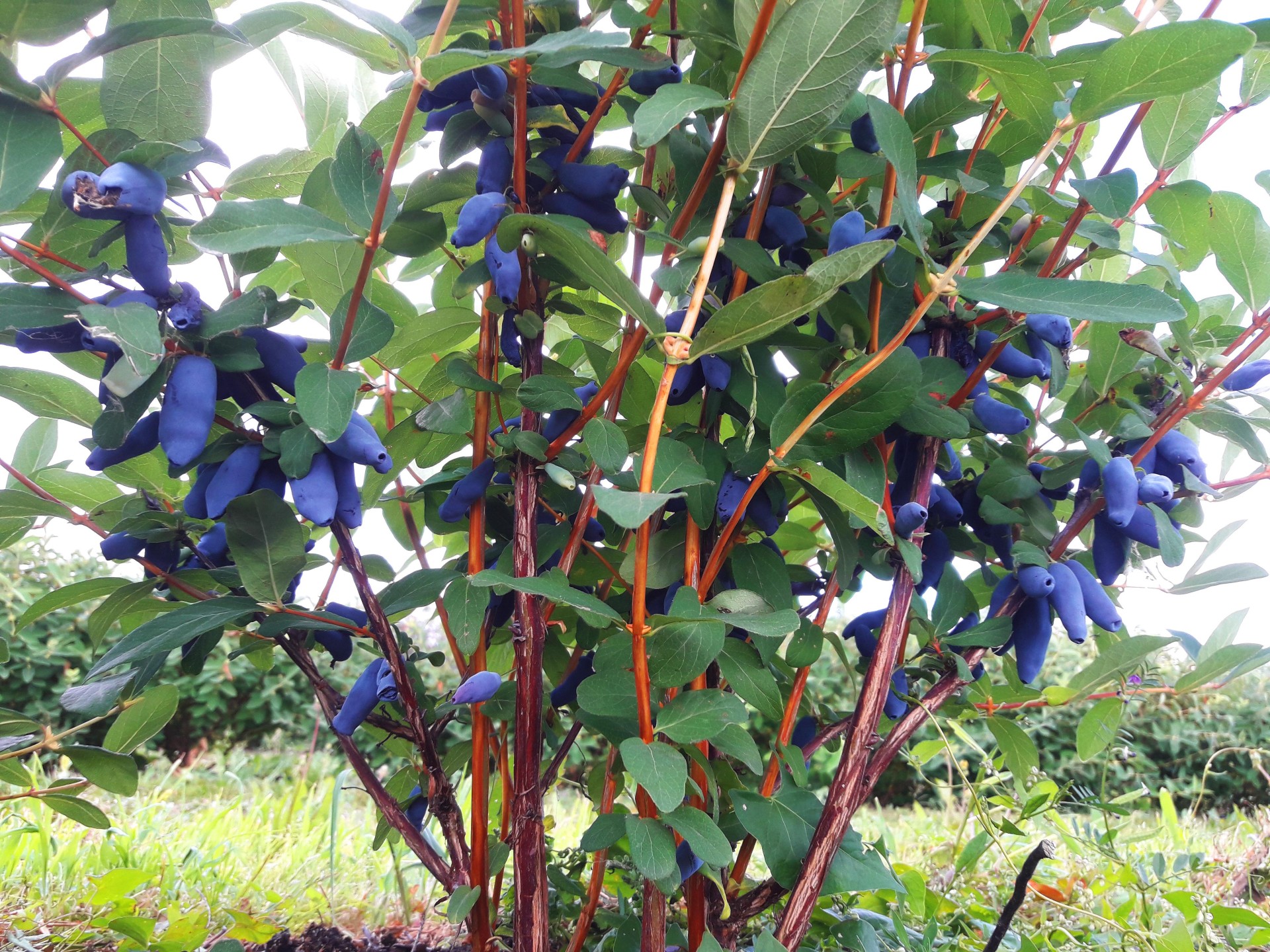 http://klandaic.ru/gardener/potokadr/berries/24honeysuckle.jpg