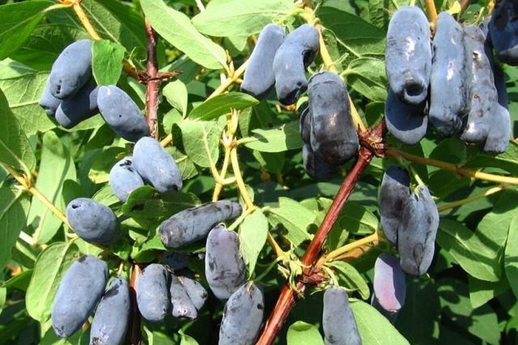 http://klandaic.ru/gardener/potokadr/berries/24honeysuckle1.jpg