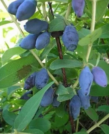 http://klandaic.ru/gardener/potokadr/berries/24honeysuckle4.jpg