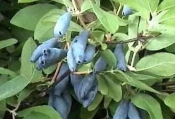 http://klandaic.ru/gardener/potokadr/berries/24honeysuckle7.jpg