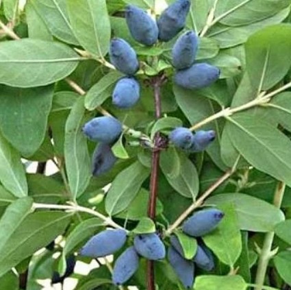 http://klandaic.ru/gardener/potokadr/berries/24honeysuckle8.jpg