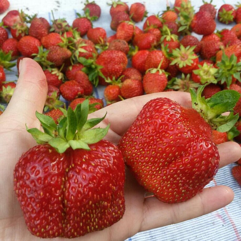 http://gardener.klandaic.com/potokadr/berries/2strawberry_big%20.jpg
