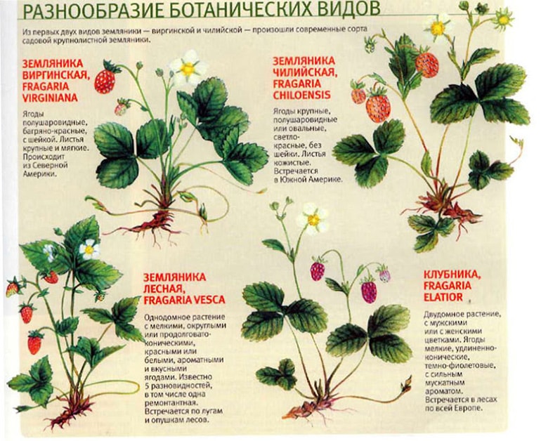 http://gardener.klandaic.com/potokadr/berries/2strawberry_big%201.jpg