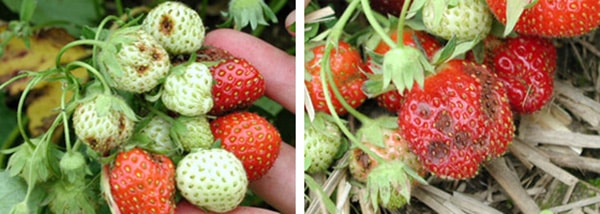 http://gardener.klandaic.com/potokadr/berries/2strawberry_big%2012.jpg