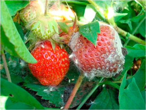 http://gardener.klandaic.com/potokadr/berries/2strawberry_big%2013.jpg