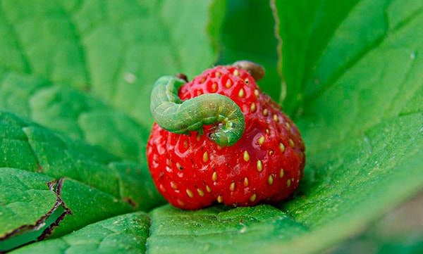 http://gardener.klandaic.com/potokadr/berries/2strawberry_big%2034.jpg