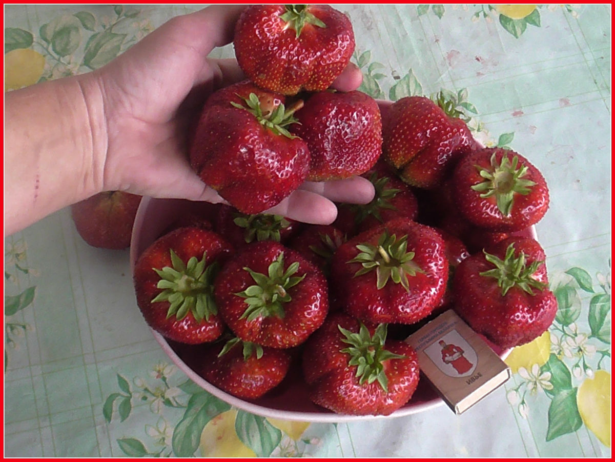 http://gardener.klandaic.com/potokadr/berries/2strawberry_big%207.jpg