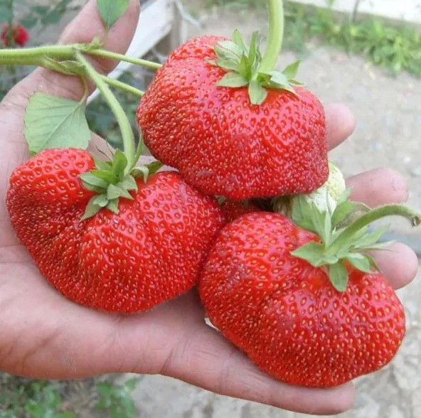 http://gardener.klandaic.com/potokadr/berries/2strawberry_big%208.jpg