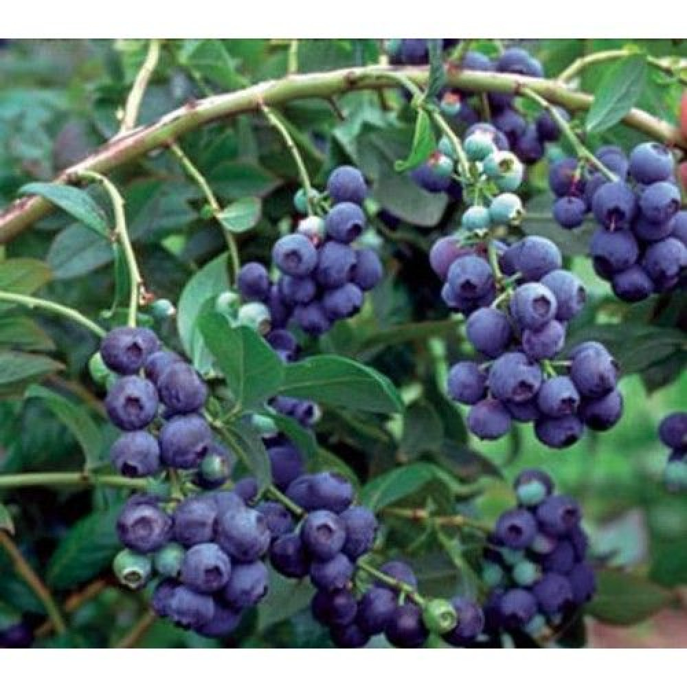 http://gardener.klandaic.com/potokadr/berries/3blueberry5.jpg