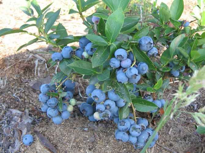 http://gardener.klandaic.com/potokadr/berries/4blue5.jpg