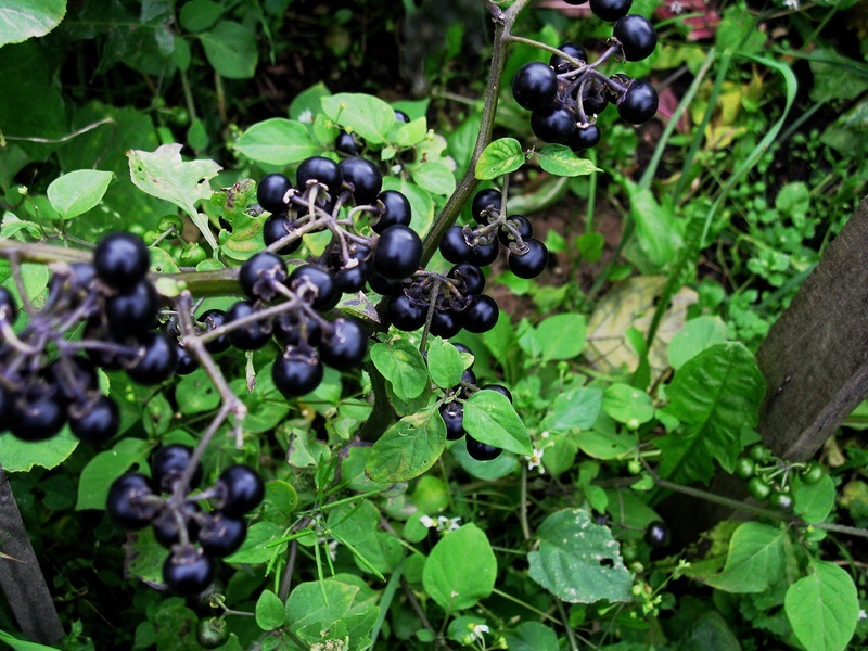 http://gardener.klandaic.com/potokadr/berries/5sunberry1.jpg