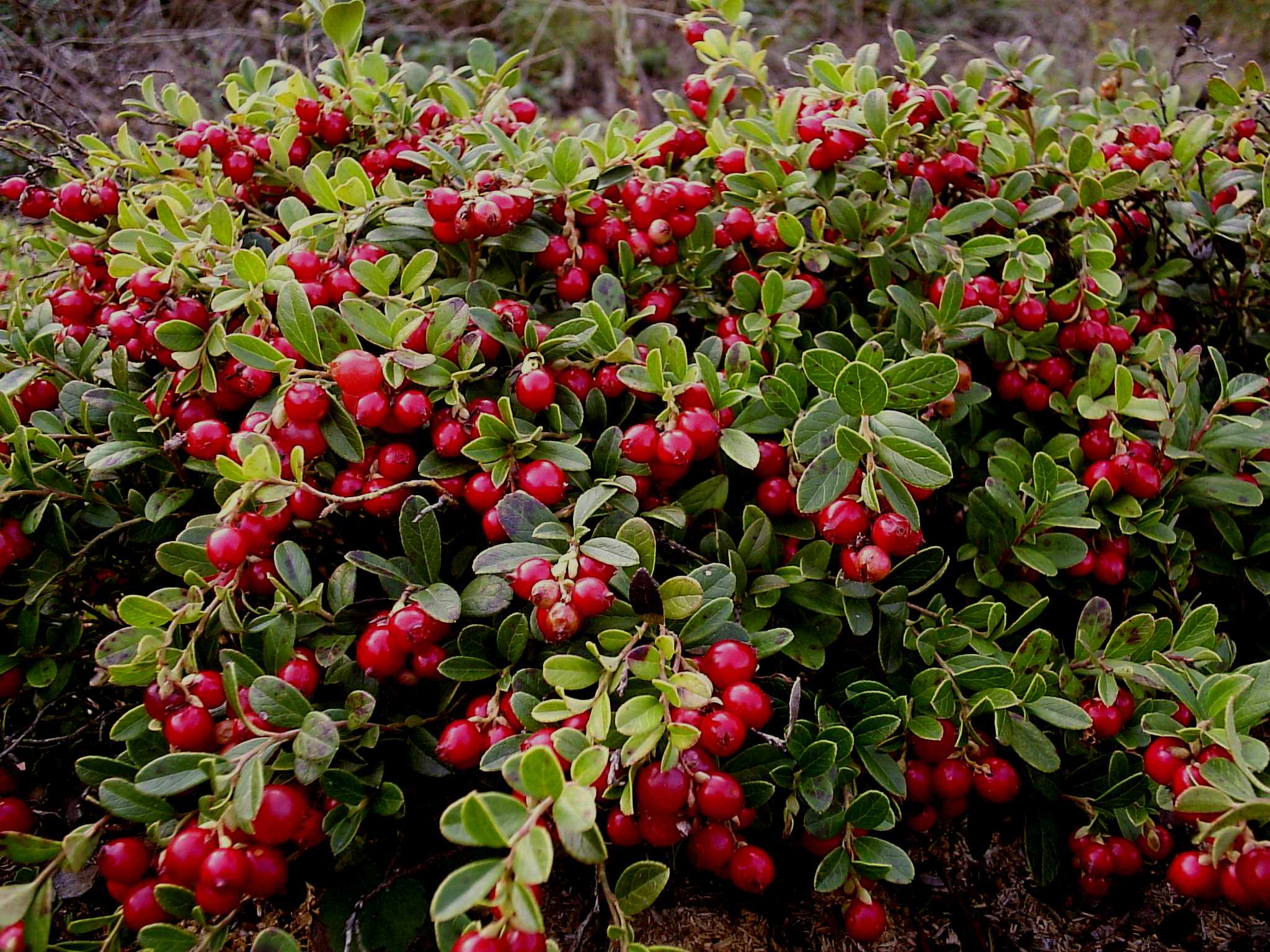 http://gardener.klandaic.com/potokadr/berries/7cranberry.jpg